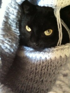 knitting with cats