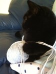 cat with yarn 2