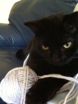 cat with yarn