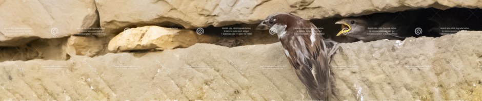 house sparrow feeding chick in stone wall nest